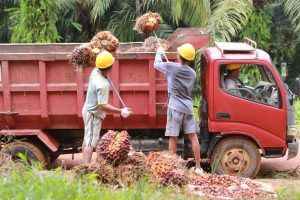Masalah CSR Masyarakat Labuhanbatu Masih Mimpi  Menikmatinya   Perusahaan Takut Kalau Suatu Ketika  Meledak Berakibat  ke Usaha Mereka