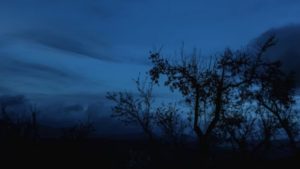 Ketika Penghuni Hutan Malindo Itu Mengamuk