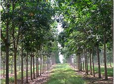 Pertahankan  Lingkungan  Hidup  Astran Surati Dirut PTPN III Tidak Lakukan Konversi ke Sawit Dekat Perkotaan