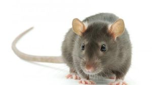 Bungkam Dan Ketar Ketir Para Makelar Jabatan  Penambang Uang Lingkar Kekuasaan Bupati Labuhanbatu EAR