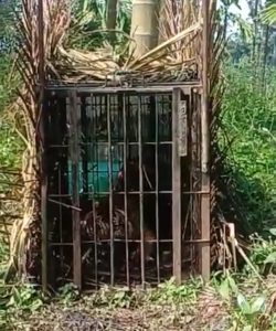 Inyiak Masuk Kandang Jebak BKSDA Sumbar