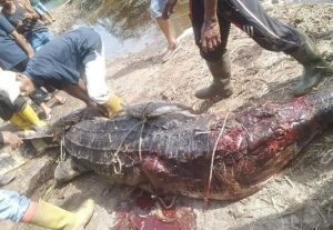 Kepala Putus, Buaya Serang Pemancing di Kubu Babussalam