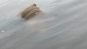 Ibu 55 Tahun Diduga Diterkam Buaya Ditemukan Sudah Tak Utuh