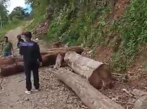 Aktivis Lingkungan : Periksa Panglong UD BB Tampung Kayu Ilegal Logging
