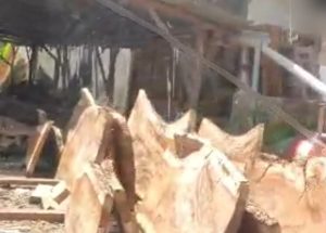 UD Bagus Baja Kampung Pajak : Kayu Yang Difoto Diambil Dari Marbau