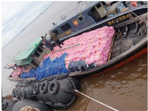 Aneh..!!, Satu Bulan Ditangkap, Pemilik Kapal Selundupkan 29 Ton Bawang Putih Belum ditemukan Bea Cukai Bengkalis