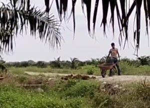 Tak Sesuai Asta Cita Presiden, PT Merbau Jaya Labura Pekerjakan Anak Dibawah Umur Jadi Buruh Panen