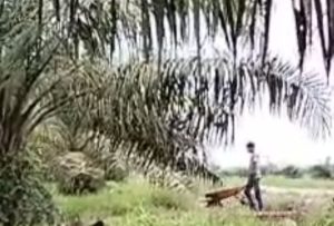 PT Merbau Jaya Pekerjakan Anak Dibawah Umur, Kadis Nakerin : Akan Kami Klarifikasi, Terbukti Kami Tindak