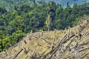 LIPUN Ingatkan Masyarakat Jangan Garap Hutan Sembarangan, Ada Perpres 5/2025