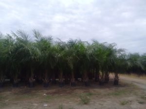 Keberadaan Bibit Sawit Lewat Umur di PTPN IV Regional-I Kebun Marsel Jadi Sorotan, Manajemen Angkat Bicara